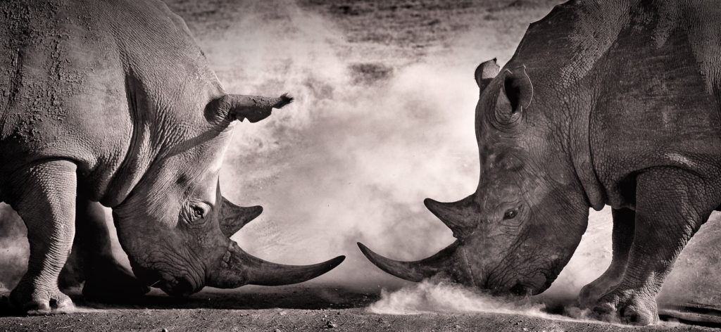 fighting rhinos